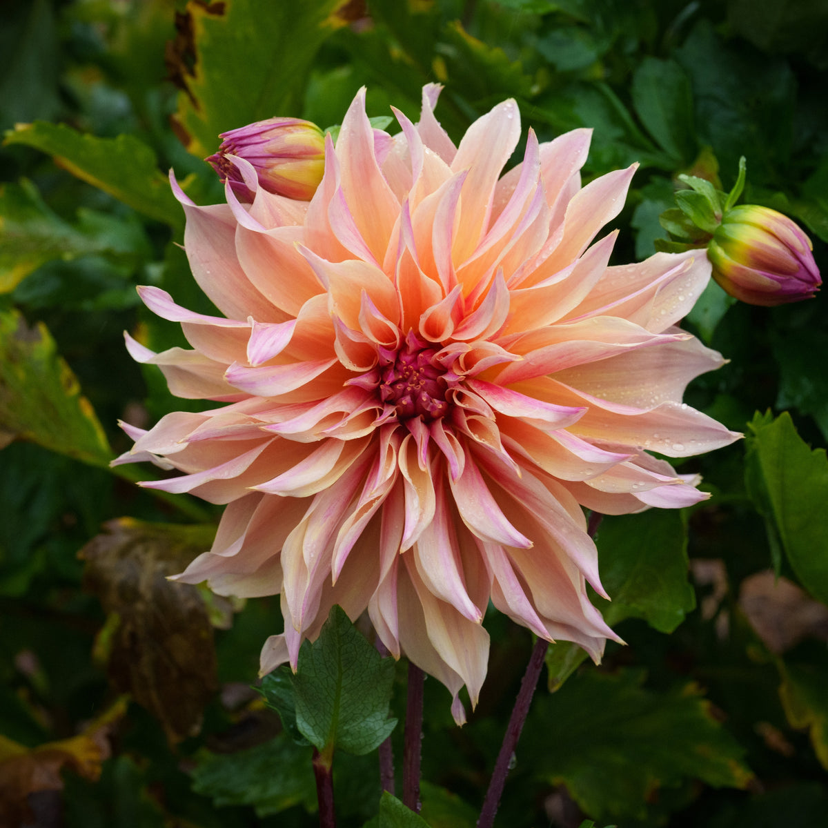 NYC 2026 Dahlia Share – Siena Farms
