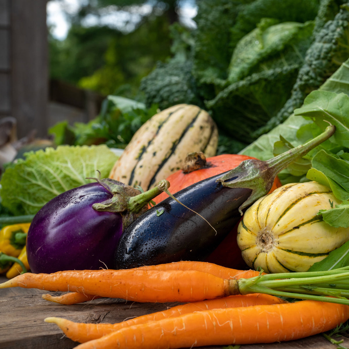 NYC 2025 Autumn Vegetable Farm Share Siena Farms nyc-2025-autumn-vegetable-farm-share-siena-farms
