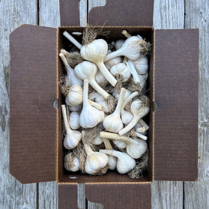 NYC Bumper Box o' Garlic