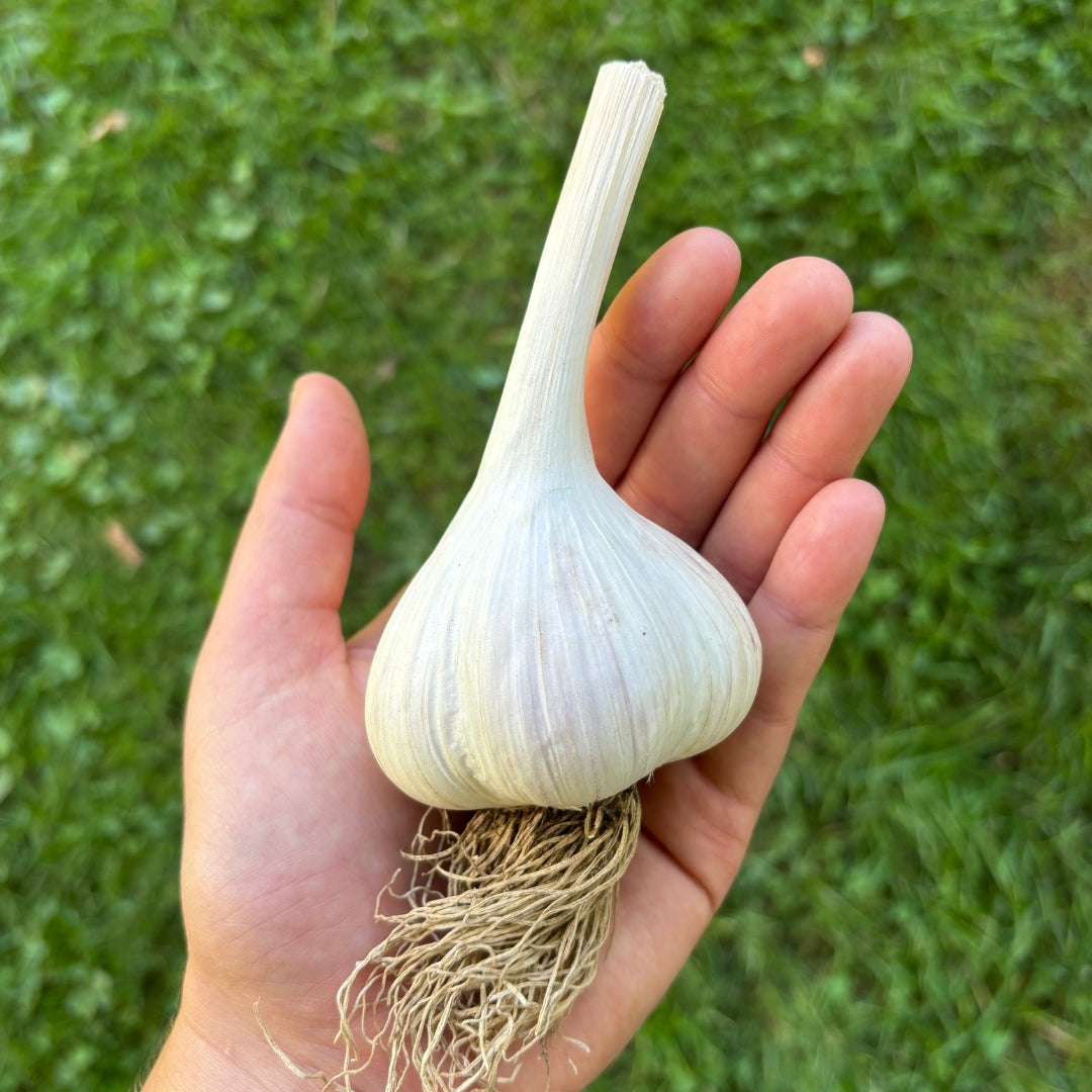 NYC Bumper Box o' Garlic