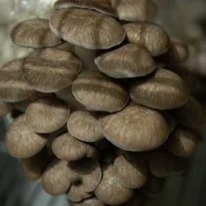 Trial Mushroom Lover's Share