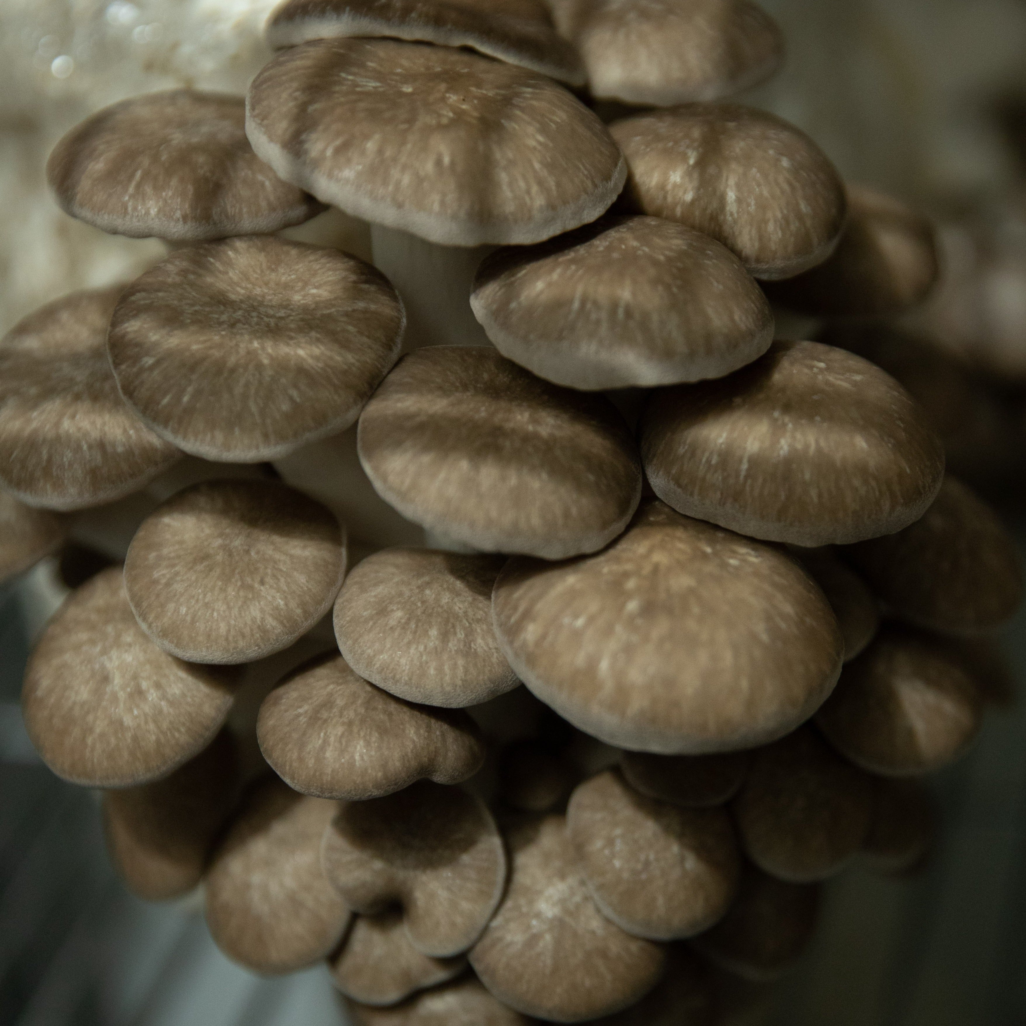 NYC Trial Mushroom Lover's Share