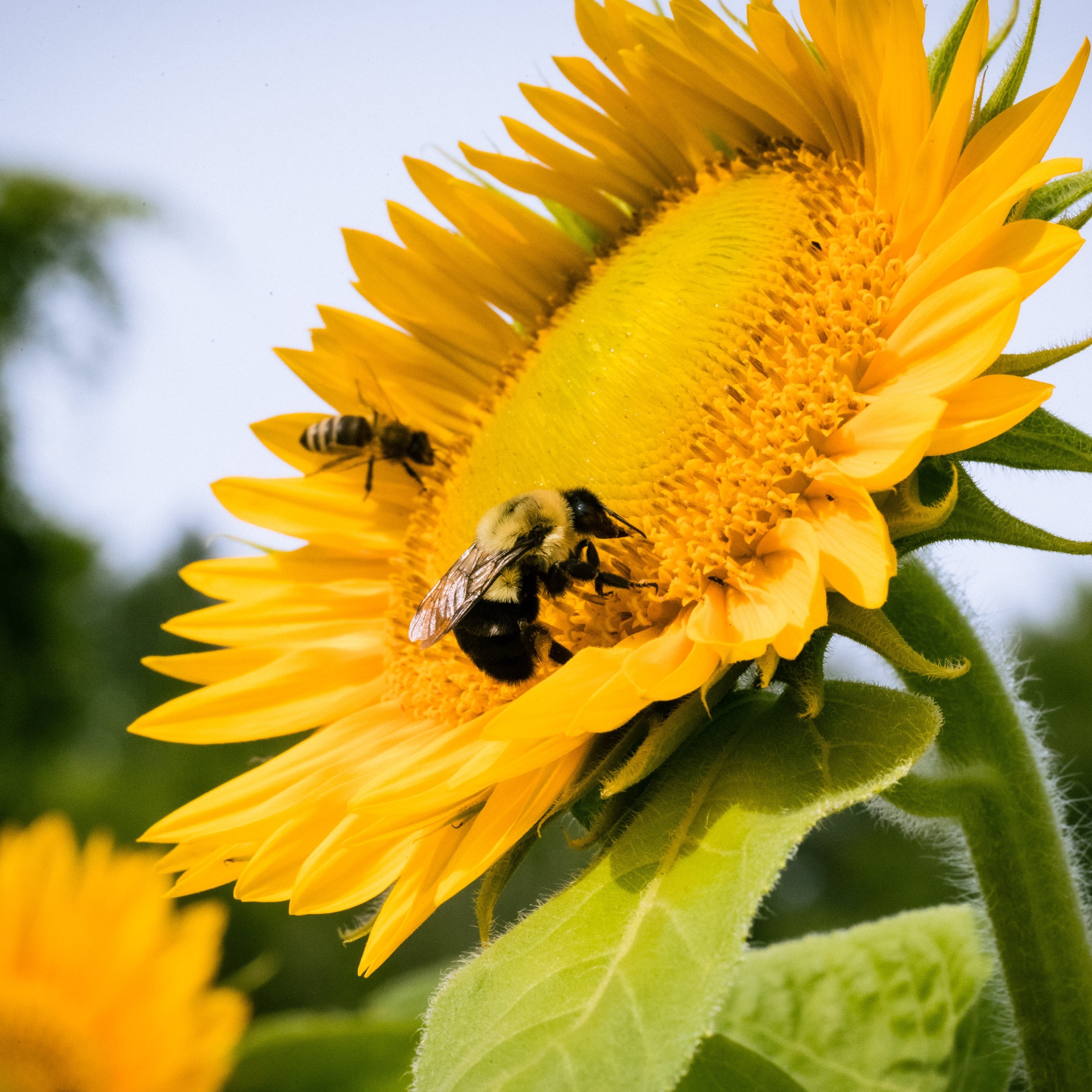 NYC 2024 Sunflower Share Siena Farms nyc-2024-sunflower-share-siena-farms