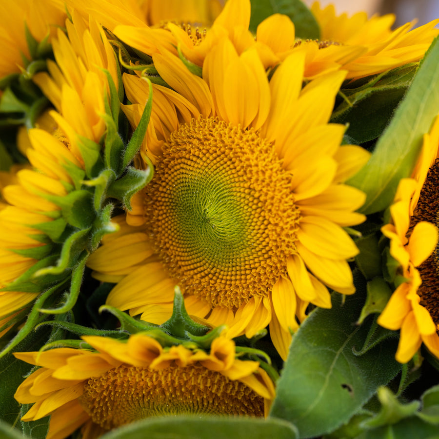 NYC 2024 Sunflower Share Siena Farms