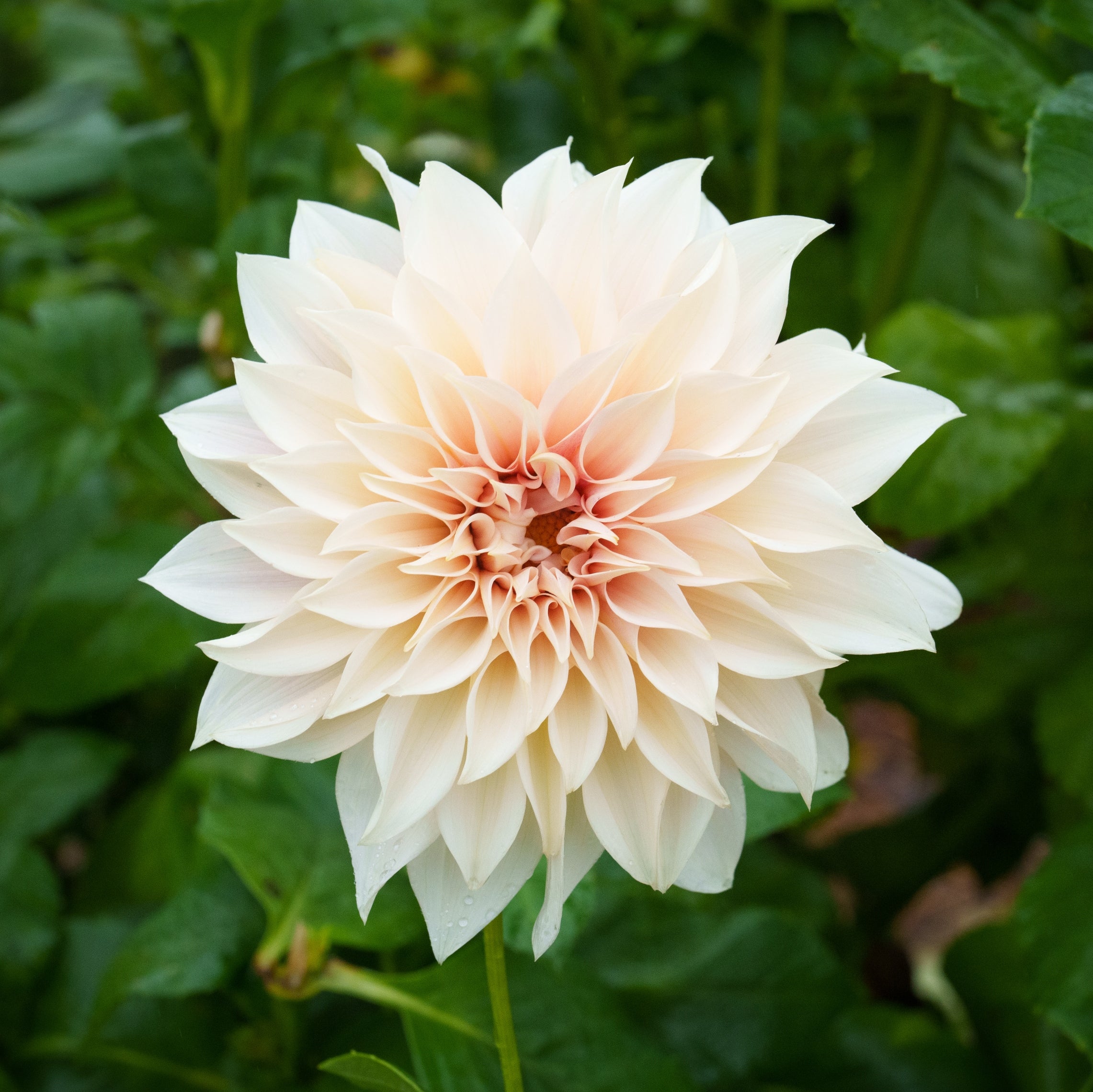 2025 Dahlia Share