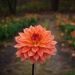 Load image into Gallery viewer, 2025 Dahlia Share
