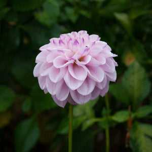 2024 Dahlia Share