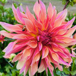 Load image into Gallery viewer, NYC 2023 Dahlia Share
