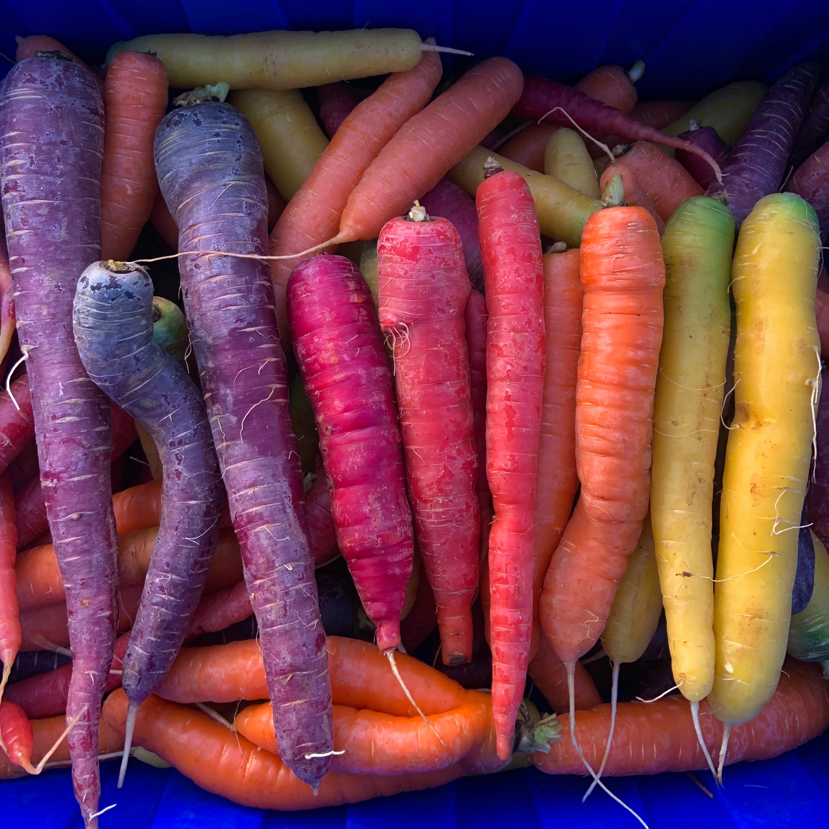 NYC Bumper Box o' Carrots