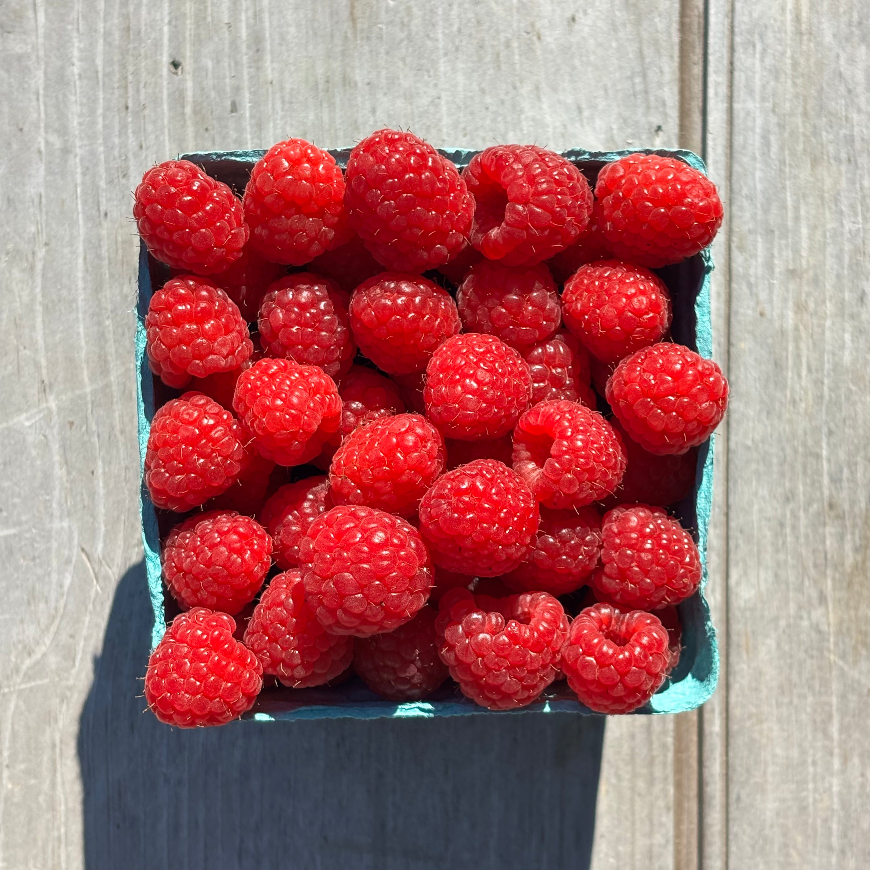 2026 Summer Berry Share – Siena Farms