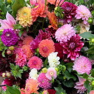 NYC 2026 Dahlia Share – Siena Farms NYC 2026 Dahlia Share – Siena Farms