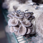 Load image into Gallery viewer, NYC Trial Mushroom Lover&#39;s Share
