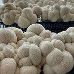 Load image into Gallery viewer, Trial Mushroom Lover&#39;s Share
