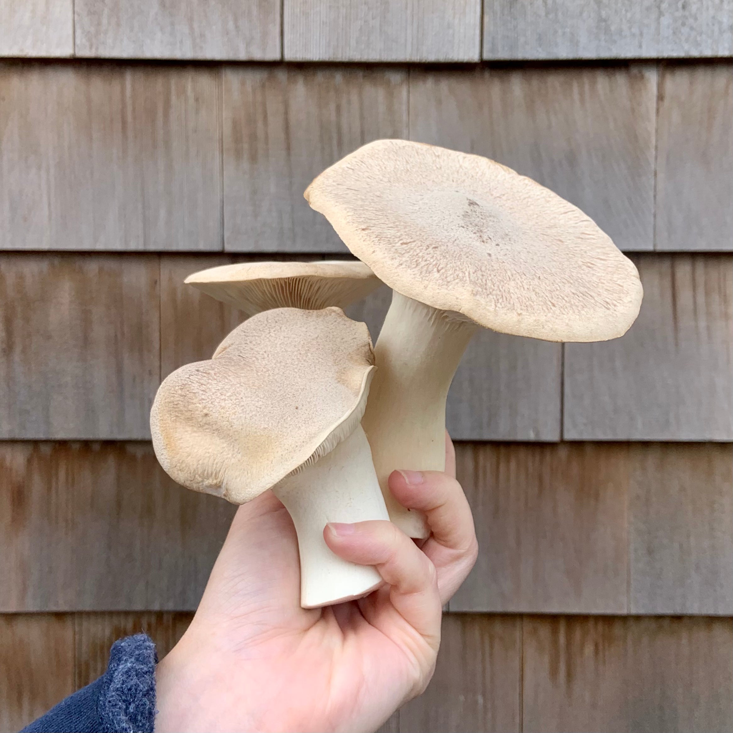 Trial Mushroom Lover's Share