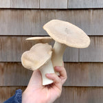 Load image into Gallery viewer, Trial Mushroom Lover&#39;s Share

