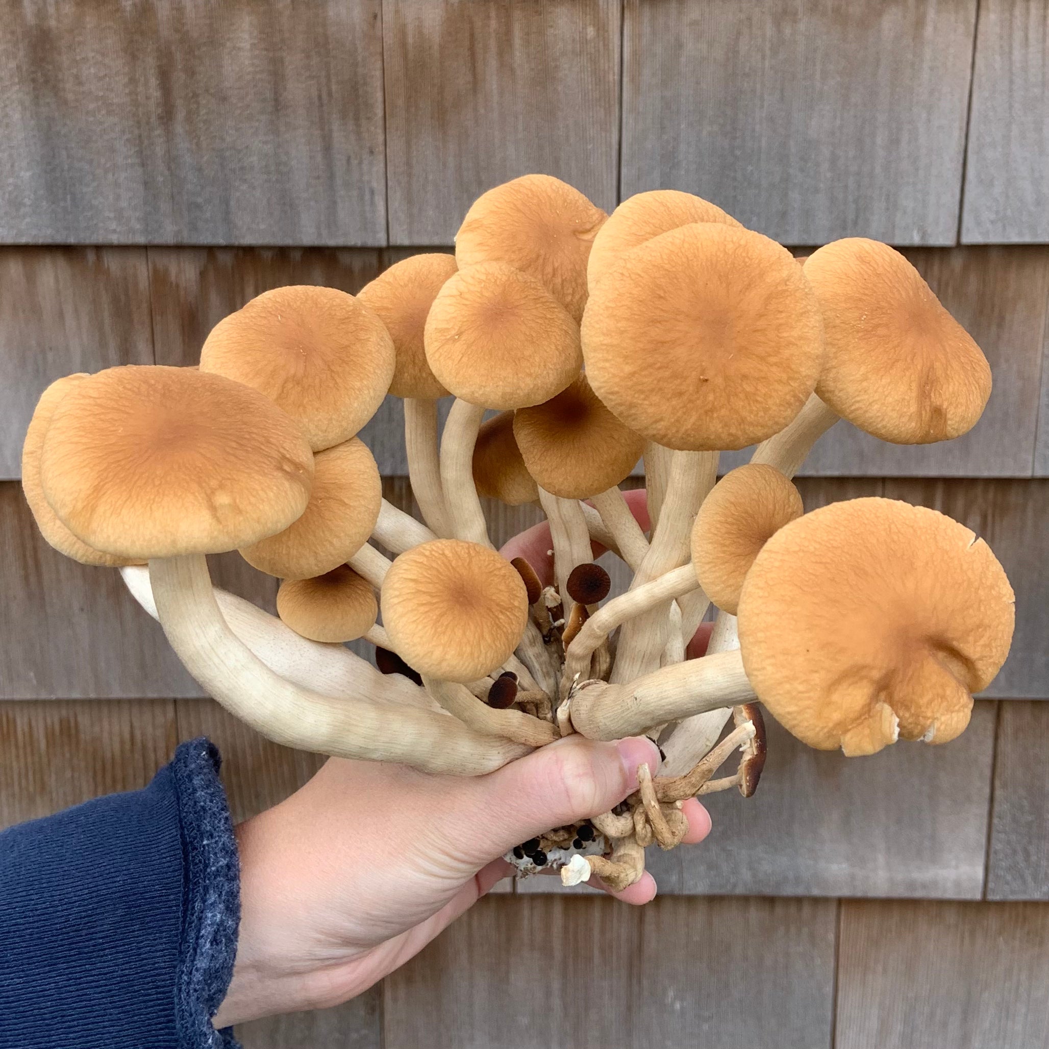NYC Trial Mushroom Lover's Share