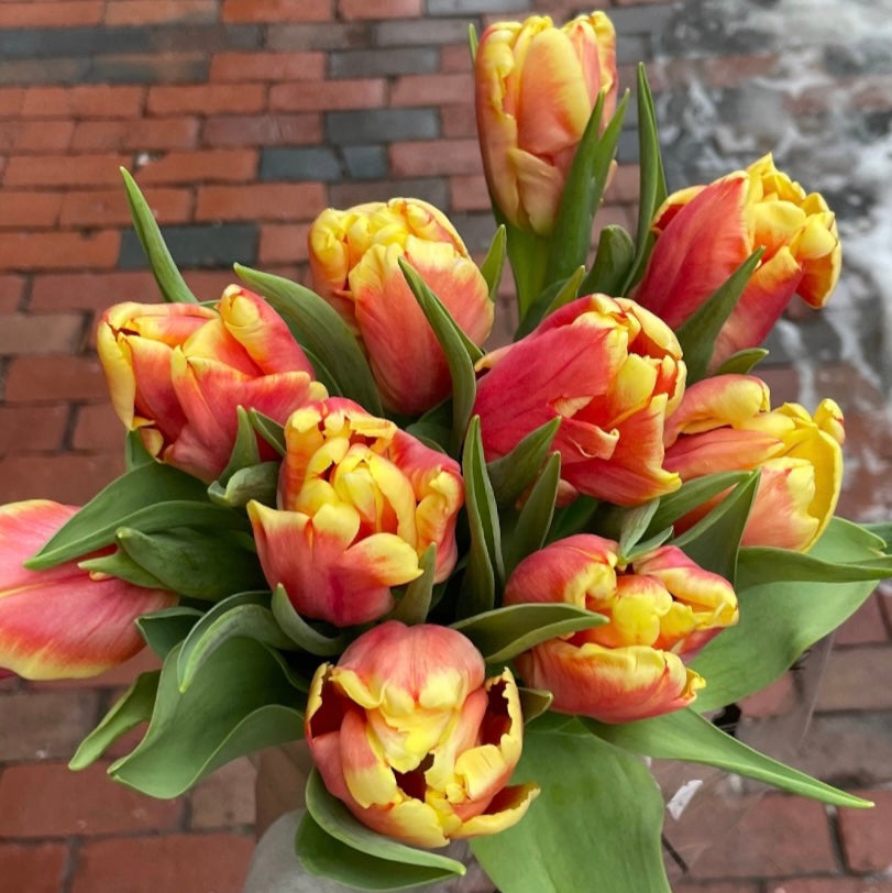 NYC 2025 Spring Tulip Share