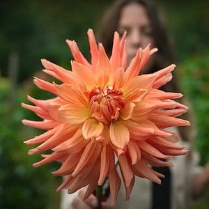 Dinner in the Dahlias