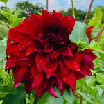 Load image into Gallery viewer, Dinner in the Dahlias
