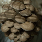 Load image into Gallery viewer, 2024 Spring Mushroom Lover&#39;s Share
