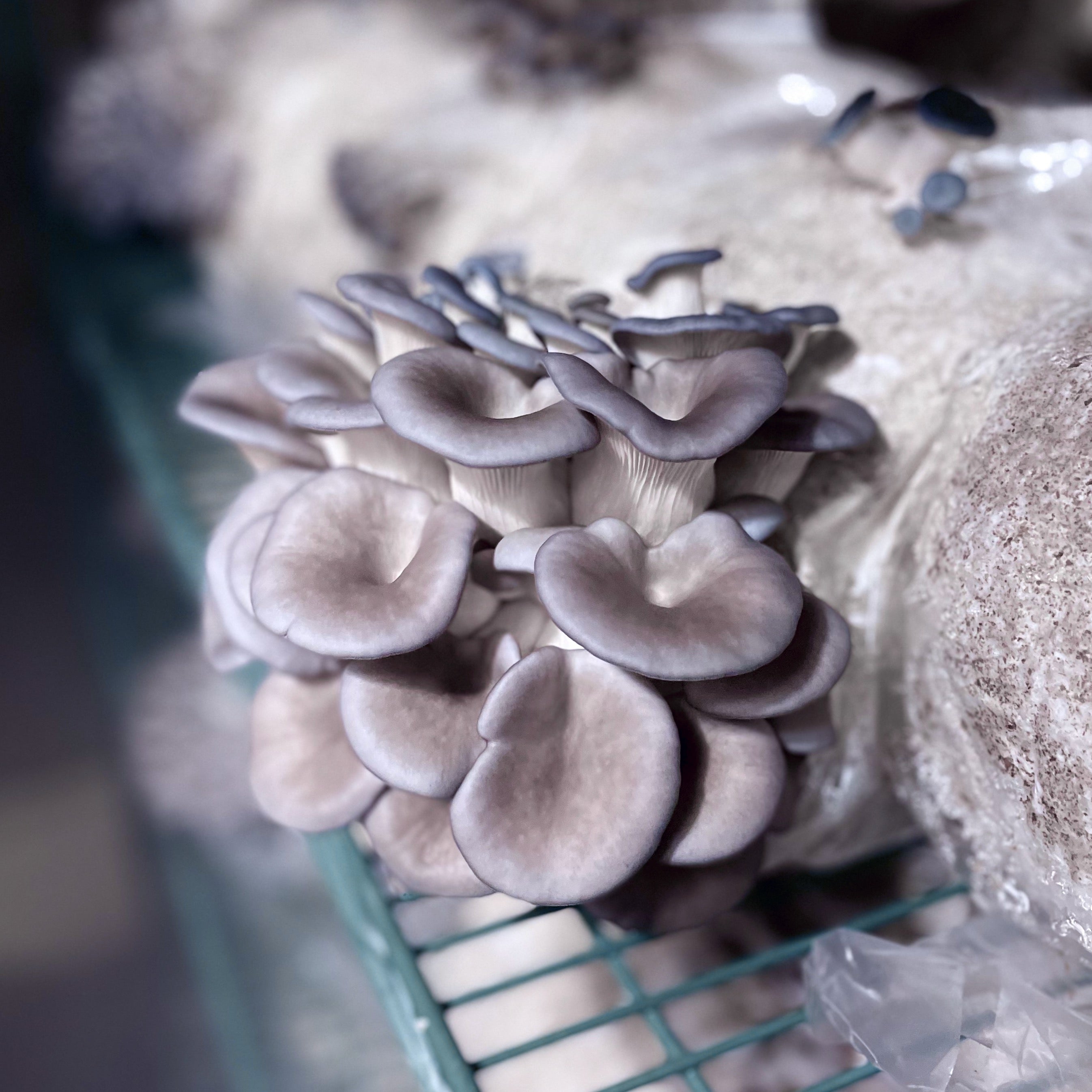 2026 Autumn Mushroom Lover's Share