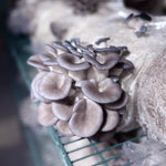 Load image into Gallery viewer, NYC 2023 Autumn Mushroom Lover&#39;s Share
