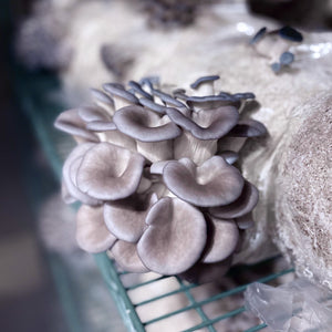 NYC 2023 Autumn Mushroom Lover's Share