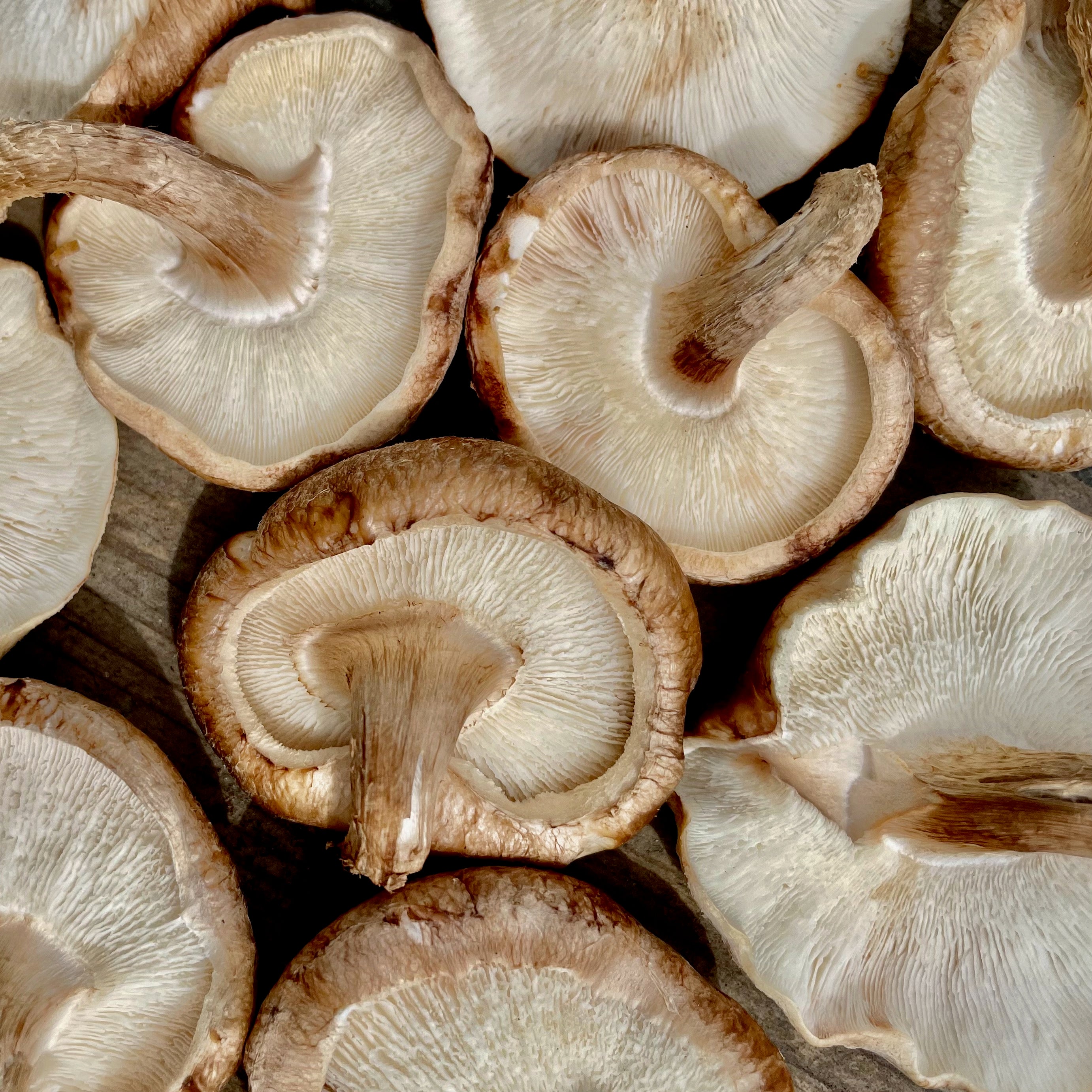 NYC 2023 Autumn Mushroom Lover's Share