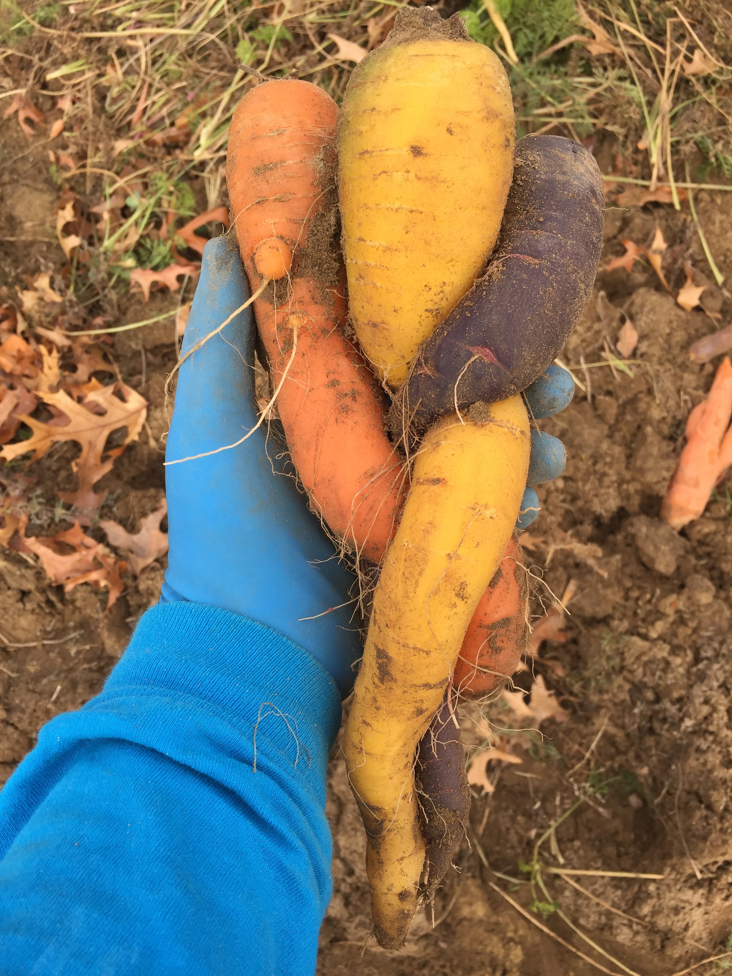 10th Annual Old-Fashioned Carrot Pull