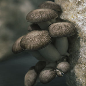 Moderna Mushroom Lover's Share- Monthly Payments