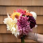 Load image into Gallery viewer, 2024 Dahlia Share
